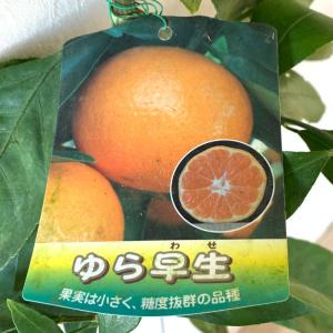 みかん 苗木 ゆら早生 13.5cmポット苗 ...の詳細画像1