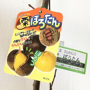 栗 苗木 ぽろたん (PVP) 12cmポット苗 くり 苗 クリ 登録品種｜green-very