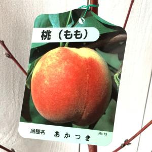 桃 苗木 あかつき 12cmポット苗 もも苗...