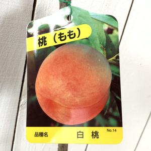 桃 苗木 大久保 12cmポット苗 おおくぼ もも 苗 モモ : 苗通販店
