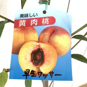 桃 苗木 早生ワッサー 13.5cmポット苗 もも 苗 モモ