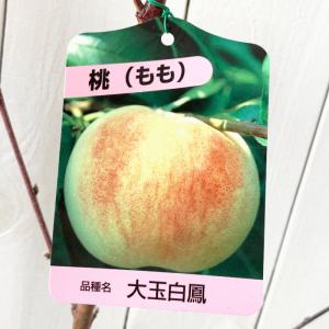 桃 苗木 大玉白鳳 12cmポット苗 もも 苗 モモ...