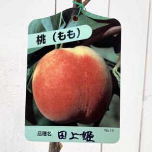 桃 苗木 大久保 12cmポット苗 おおくぼ もも 苗 モモ : 苗通販店