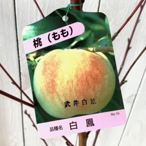 ◇送料無料◇ 花桃 苗木 【ひなのたき ［登録品種］】 1年生 接ぎ木苗