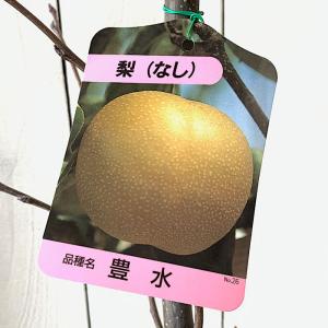 梨 苗木 豊水 12cmポット苗 ほうすい なし 苗 ナシ｜green-very