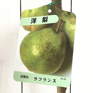 洋梨 苗木 ラフランス 12cmポット苗 洋なし 苗 洋ナシ...