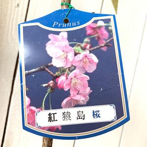 桜 苗木 紅猿島 12cmロングポット苗 べにさしま さくら 苗 サクラ｜green-very