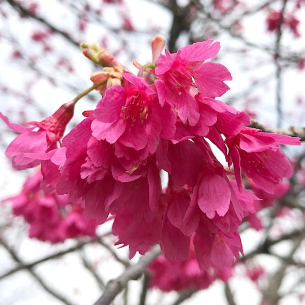 染井吉野桜まつり