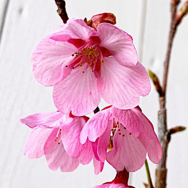 桜 苗木 雅桜 12cmロングポット苗 みやびざくら さくら 苗 サクラ