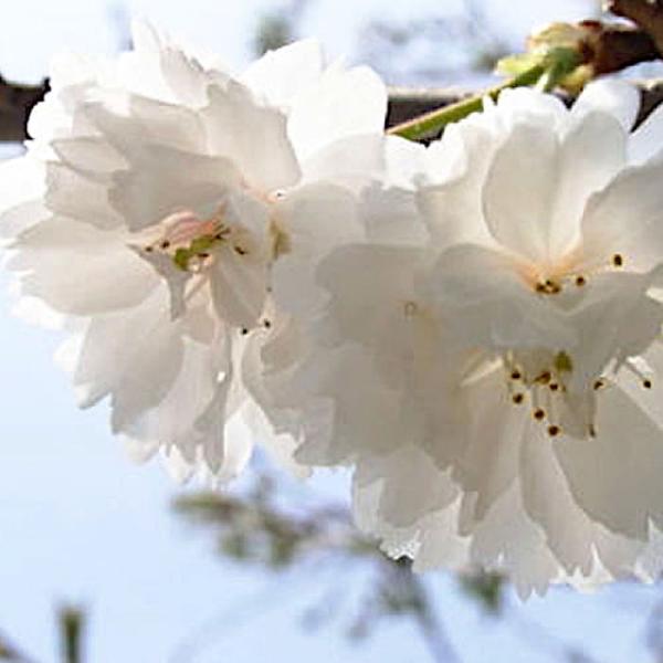 桜 開花 大阪