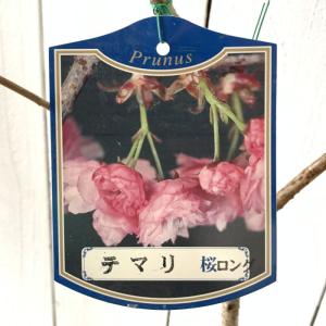 日本花キ流通 八重咲きクリスマスローズ ダブル 開花株 3鉢セット 4号