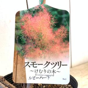 スモークツリー 苗木 ピンクエンジェル 13.5cmポット苗 3年生苗 苗