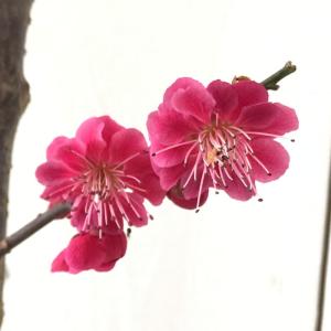 鹿児島紅梅 花梅 2年生 接木 ポット苗 観賞花木 : 苗木部 花ひろば
