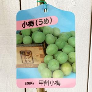 梅 苗木 甲州小梅 12cmポット苗 うめ 苗 ウメ｜green-very