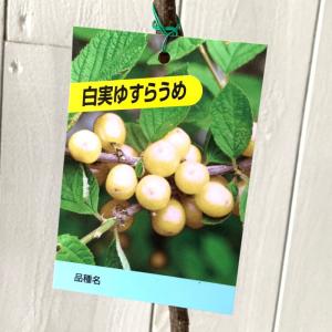 ユスラウメ（白実） ユスラ梅 ：果樹苗 : 日本花卉ガーデンセンター