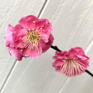 鹿児島紅梅 花梅 1年生接木 苗 : 苗木部 花ひろばオンライン - 通販