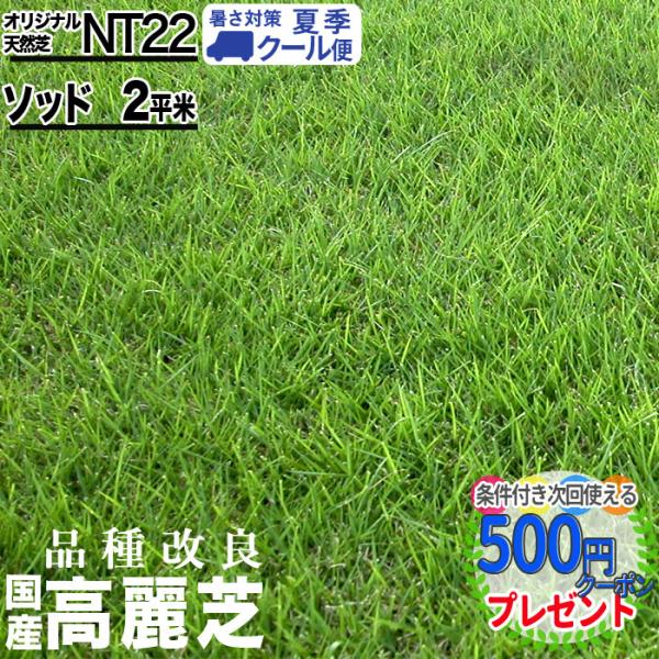 クール便 NITTOSEKKO 高級天然芝 NT22 ソッド 2平米分 天然芝 省管理 高麗芝 改良...