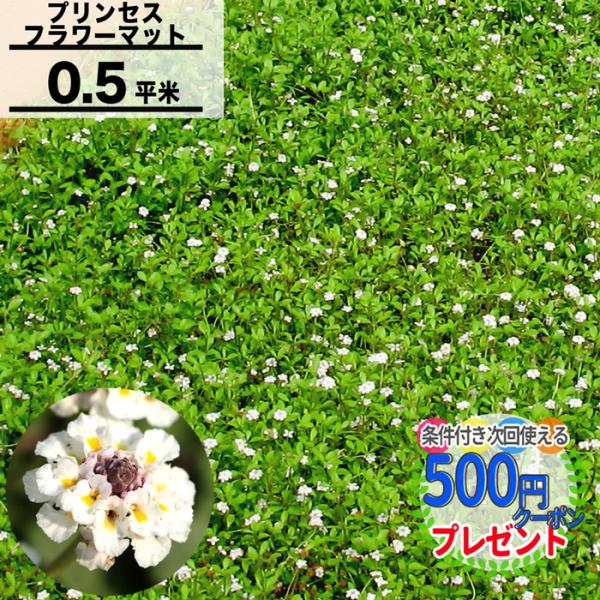 クーポン付★ プリンセスフラワーマット ヒメイワダレソウ リッピア 0.5平米 50×100cm 花...