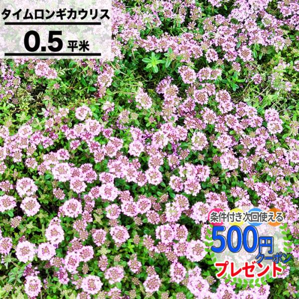 クーポン付★ マットプランツ タイム ロンギカウリス 8枚セット 25×25cm/枚 花マット