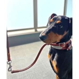 紀州犬首輪 犬用しつけ用品 の商品一覧 犬用品 ペット用品 生き物 通販 Yahoo ショッピング