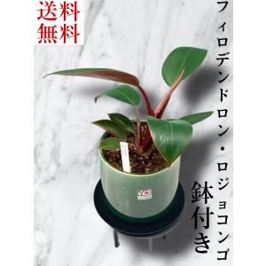 沖縄の生産者トーマスファームさんのフィロデンドロン・ロジョコンゴ】ミニ観葉植物/レア/希少/陶器鉢付き/お祝い｜greenbreeze