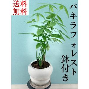 【沖縄の生産者トーマスファームさんのパキラフォレスト】ミニ観葉植物/陶器鉢付きパキラフォレスト/レア...