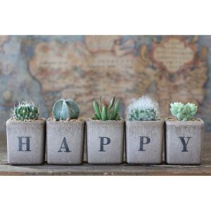 サボテン多肉植物　HAPPY　5個セット（ギフト向け）｜greenfactory