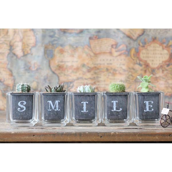 サボテン多肉植物　SMILE　ガラスキューブ5個セット（ギフト向け）