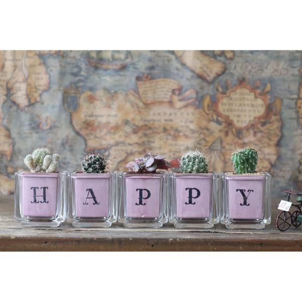サボテン多肉植物　HAPPY　ガラスキューブ5個セット（ギフト向け）