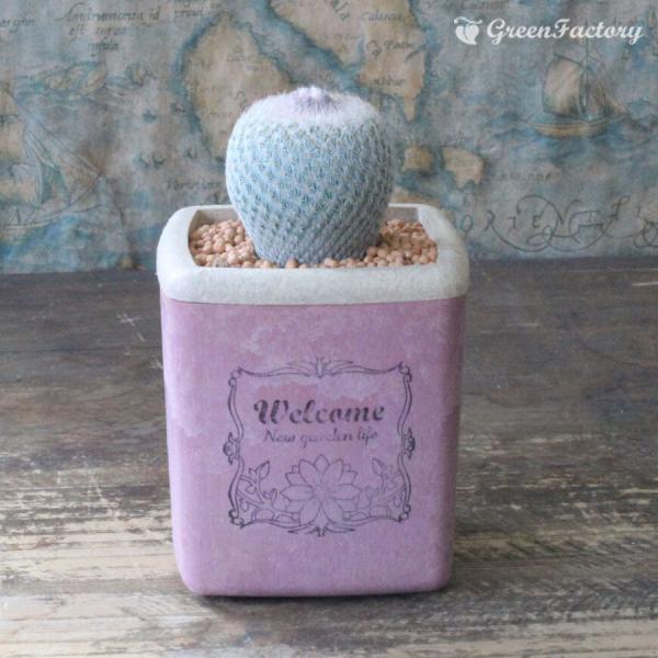 サボテン エビテランサ　大型月世界