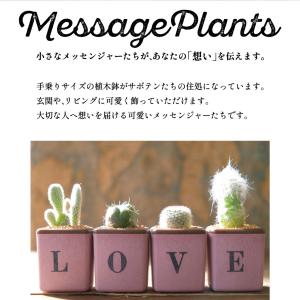 お誕生日に ミニキューブ サボテン3個セットの詳細画像1