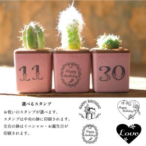 お誕生日に ミニキューブ サボテン3個セットの詳細画像2