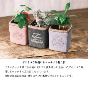 お誕生日に ミニキューブ サボテン3個セットの詳細画像3