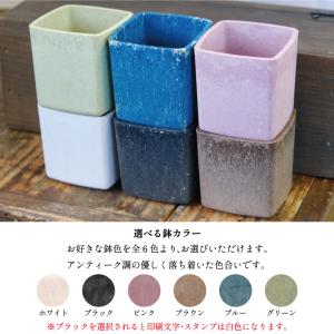 お誕生日に ミニキューブ サボテン3個セットの詳細画像5