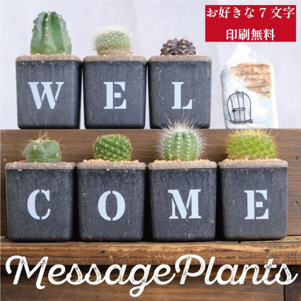 サボテン7個セット（WELCOME）