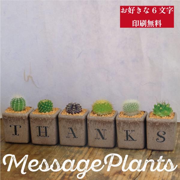 サボテン6個セット（THANKS）