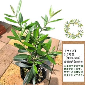 オリーブ 苗木 3.5号 品種 おまかせMIX...の詳細画像2