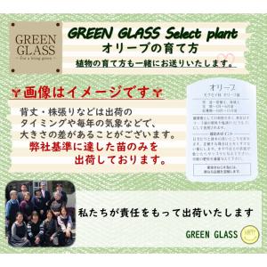オリーブ 苗木 3.5号 品種 おまかせMIX...の詳細画像4