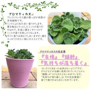 ハーブ苗 アロマティカス 3.5号 カラー鉢カ...の詳細画像1