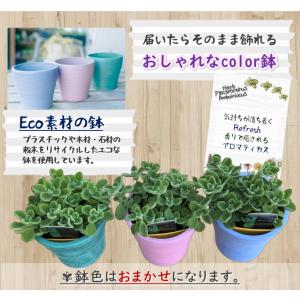 ハーブ苗 アロマティカス 3.5号 カラー鉢カ...の詳細画像2