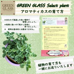 ハーブ苗 アロマティカス 3.5号 カラー鉢カ...の詳細画像4