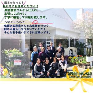 ハーブ苗 アロマティカス 3.5号 カラー鉢カ...の詳細画像5