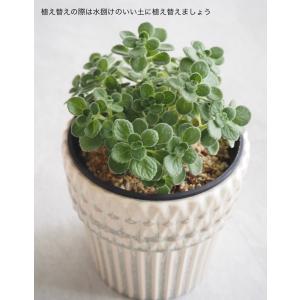 アロマティカス 苗 3号ポット 4個セット ハ...の詳細画像3