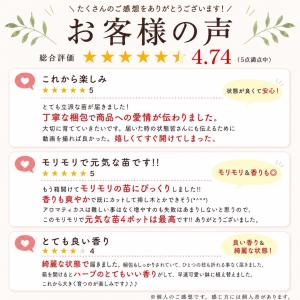 アロマティカス 苗 3号ポット 4個セット ハ...の詳細画像2