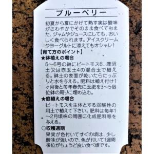 ブルーベリー 苗木 3.5号苗 セット ピンク...の詳細画像2