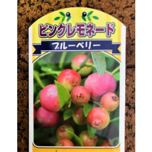 ブルーベリー 苗木 3.5号苗 セット ピンク...の詳細画像3