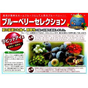 ブルーベリー 苗木 3.5号苗 セット ピンク...の詳細画像4