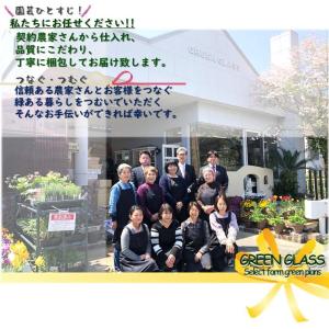 ブルーベリー 苗木 3.5号苗 セット ピンク...の詳細画像5