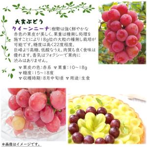 ぶどう苗木 クイーンニーナ 5号 1鉢 ブドウ...の詳細画像1