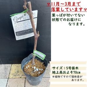 ぶどう苗木 クイーンニーナ 5号 1鉢 ブドウ...の詳細画像2